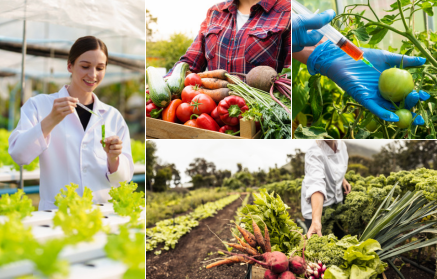 Aliments génétiquement modifiés : salut ou menace ?